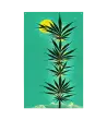 07 JAPAN HEMP - Flag