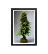 01 ROOT STATUE - Framed Poster