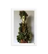 02 ROOT STATUE - Framed Poster