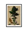 12 HIPPIE PAPER Frame