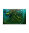 33 WATER MONSTER GREEN Poster